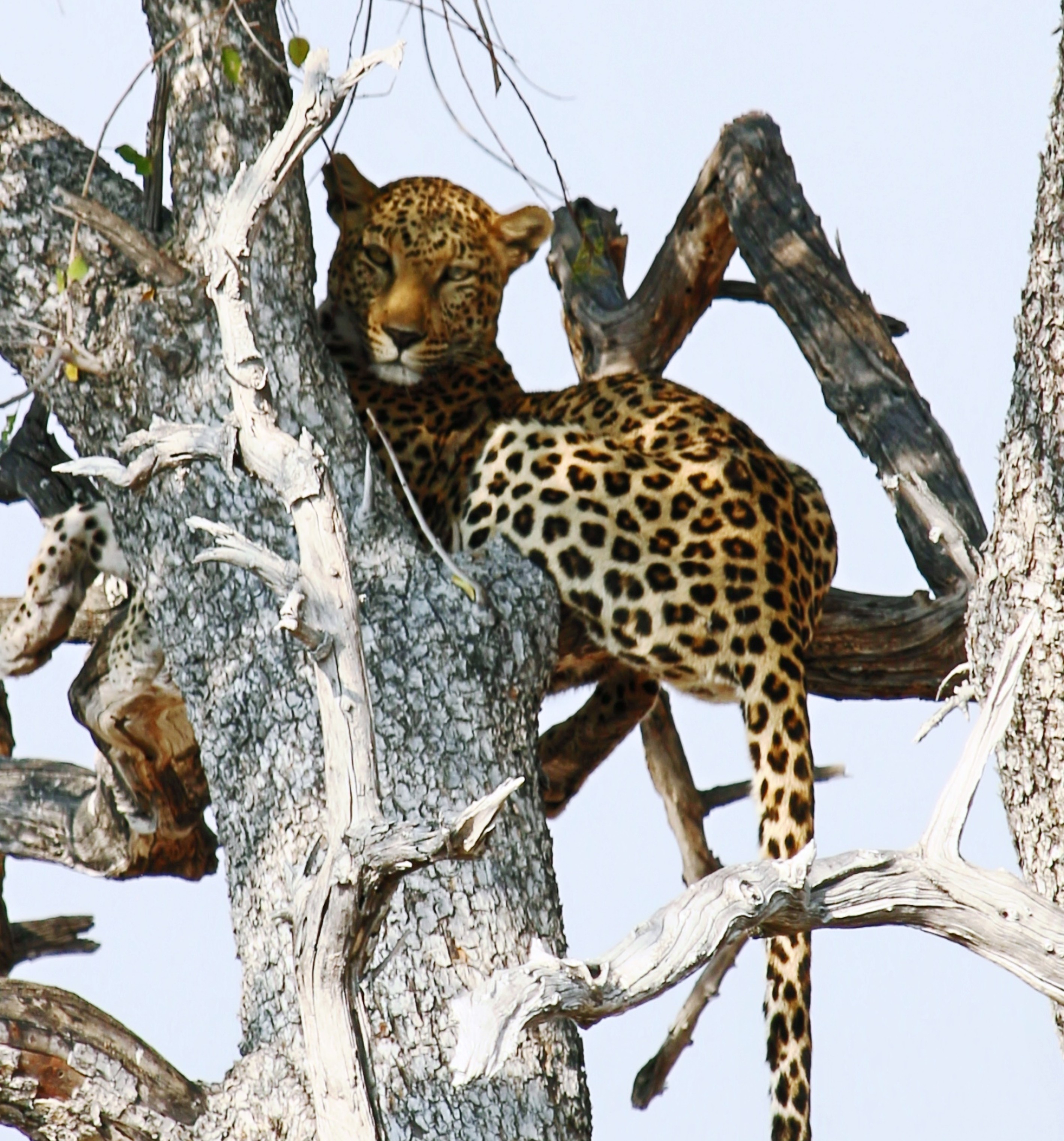 Leopard